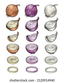 Kollektion, Zwiebelset - rot, braun und weiß. Ganzes und geschnittenes Gemüse. Vektorgrafik einzeln auf Weiß für Design und Websites.