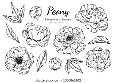 Collection set of peony flower and leaves drawing illustration. for pattern, logo, template, banner, posters, invitation and greeting card design.