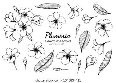 plumeria sketch