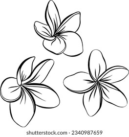 Collection set of plumeria flower and leaves drawing illustration. for pattern, logo, template, banner, posters, invitation and greeting card design