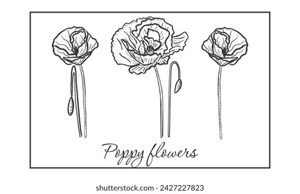 Collection set of poppy flower drawing illustration. For logo, template, banner, posters, invitation and greeting card design.