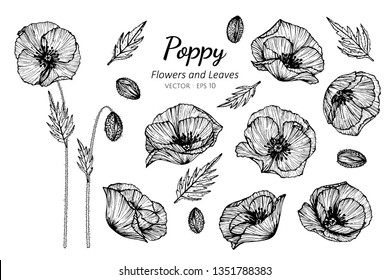 Collection set of poppy flower and leaves drawing illustration. for pattern, logo, template, banner, posters, invitation and greeting card design.

