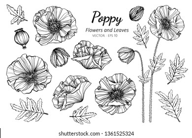 Collection set of poppy flower and leaves drawing illustration. for pattern, logo, template, banner, posters, invitation and greeting card design.

