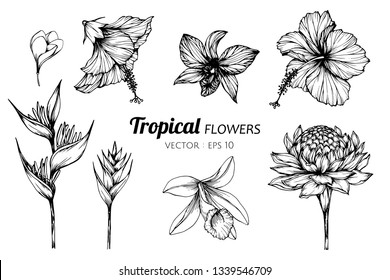Collection set of Tropical flower drawing illustration. for pattern, logo, template, banner, posters, invitation and greeting card design.