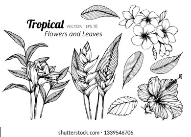 Collection set of Tropical flower and leaves drawing illustration. for pattern, logo, template, banner, posters, invitation and greeting card design.