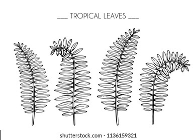 Collection set of Tropical leaf drawing illustration. Black and white with line art on white backgrounds.