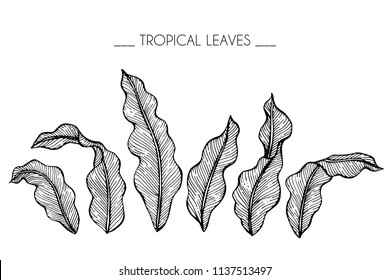 Collection set of Tropical leaf drawing illustration. Black and white with line art on white backgrounds.