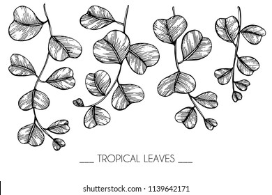 Collection set of Tropical leaf drawing illustration. Black and white with line art on white backgrounds.
