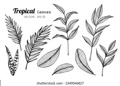 Collection set of Tropical leaves drawing illustration. for pattern, logo, template, banner, posters, invitation and greeting card design.

