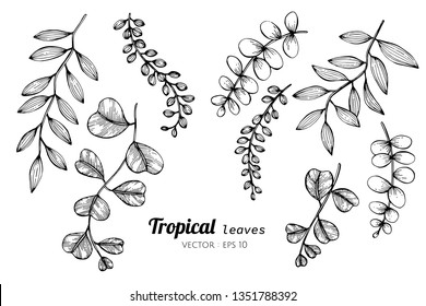 Collection set of Tropical leaves drawing illustration. for pattern, logo, template, banner, posters, invitation and greeting card design.