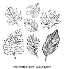Collection set of Tropical leaves drawing illustration. for pattern, logo, template, banner, posters, invitation and greeting card design.