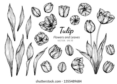 Collection set of tulip flower and leaves drawing illustration. for pattern, logo, template, banner, posters, invitation and greeting card design.

