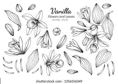 Collection set of vanilla flower and leaves drawing illustration. for pattern, logo, template, banner, posters, invitation and greeting card design.

