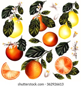 Collection or set of vector detailed citrus oranges and lemon on a blooming branches isolated on white