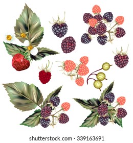Collection or set of vector realistic raspberry strawberry and other berries 