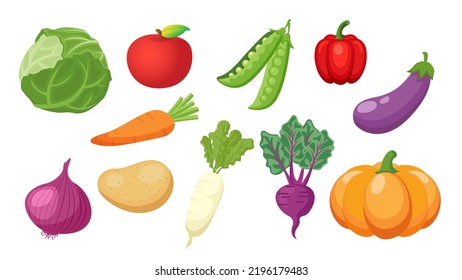 Collection set of vegetable cabbage onion pumpkin white radish eggplant carrot potato pepper pea turnip