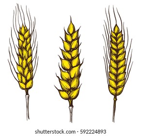 collection set of wheat ears hand drawings vector illustration sketch