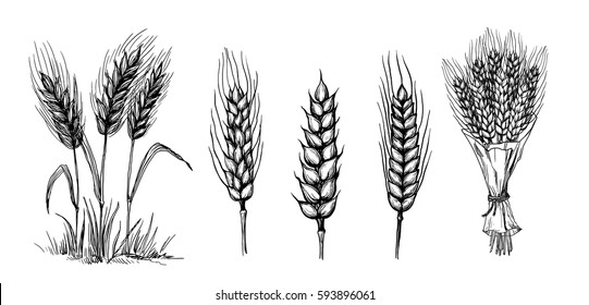 collection set of wheat ears hand drawings vector illustration sketch