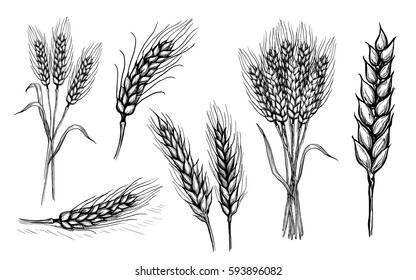 collection set of wheat ears hand drawings vector illustration sketch