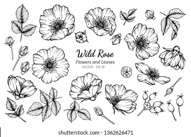 Collection set of wild rose flower and leaves drawing illustration. for pattern, logo, template, banner, posters, invitation and greeting card design.