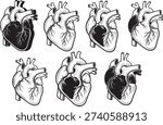Collection of Seven stylized anatomical human red hearts art vector art  file