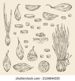 Collection of shallot: rings, full onion shallots and onion slices. Vector hand drawn illustration. 