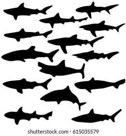 collection of sharks isolated on white background