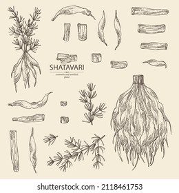 Collection of shatavari: shatavari root, plant and leaves. Protasparagus racemosus. Cosmetic and medical plant. Vector hand drawn illustration