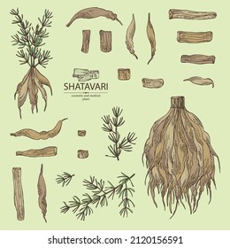 Collection of shatavari: shatavari root, plant and leaves. Protasparagus racemosus. Cosmetic and medical plant. Vector hand drawn illustration