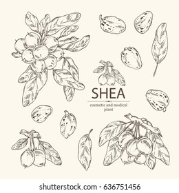 Collection Of Shea: Shea Nut And Plant. Cosmetics And Medical Plant. Hand Drawn