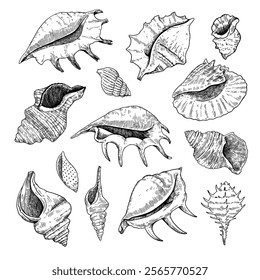 Collection of shells, black and white detailed ink illustrations for design isolated on white background.