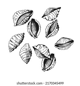 Collection Shells shaped pasta conchiglie. Hand-drawn sketches. Vintage style engraving