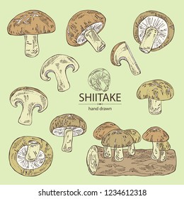 Collection of shiitake: mushroom and a bit of shiitake. Mushroom. Vector hand drawn illus
