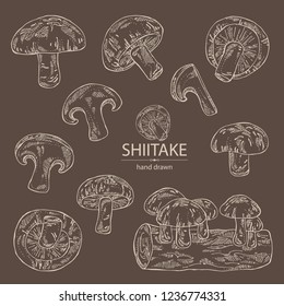 Collection of shiitake: mushroom and a bit of shiitake. Mushroom. Vector hand drawn illus