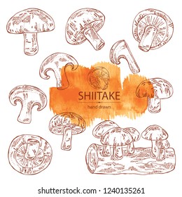Collection of shiitake: mushroom and a bit of shiitake. Mushroom. Vector hand drawn illustration.