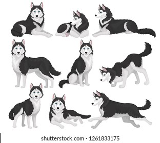 Collection of Siberian Husky in various poses, white and black purebred dog animal with blue eyes vector Illustration on a white background