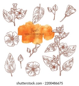 Collection of sida cordifolia: sida cordifolia plant, bala leaves and sida cordifolia flowers. Bala. Cosmetic, perfumery and medical plant. Vector hand drawn illustration.