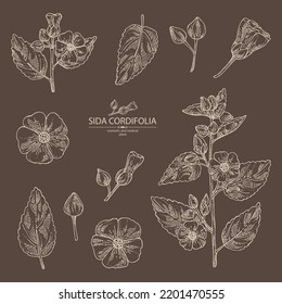 Collection of sida cordifolia: sida cordifolia plant, bala leaves and sida cordifolia flowers. Bala. Cosmetic, perfumery and medical plant. Vector hand drawn illustration.