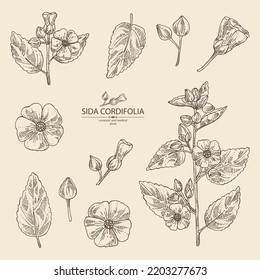 Collection of sida cordifolia: sida cordifolia plant, bala leaves and sida cordifolia flowers. Bala. Cosmetic, perfumery and medical plant. Vector hand drawn illustration.