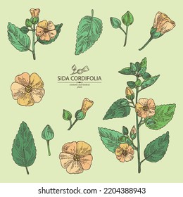 Collection of sida cordifolia: sida cordifolia plant, bala leaves and sida cordifolia flowers. Bala. Cosmetic, perfumery and medical plant. Vector hand drawn illustration.