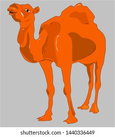 Collection. Silhouette. Funny camel. The camel has a beautiful smile. Vector illustration.