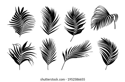 Collection of silhouette palm tree leaves vector