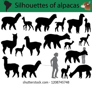 Collection of silhouettes of alpacas