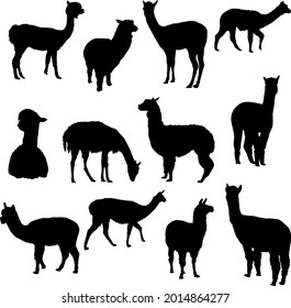 Collection of silhouettes of alpacas