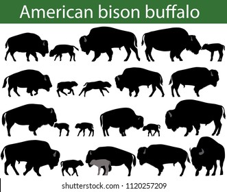 Collection of silhouettes of american bison, or buffalo