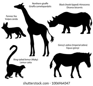 Collection of silhouettes of animals living in the territory of Africa: northern giraffe, black rhinoceros, Grevy's zebra, ring-tailed lemur, fennec fox