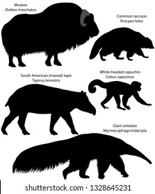 Collection of silhouettes of animals living in the territory of North and South America: muskox, common raccoon, south american tapir, white-headed capuchin, giant anteater