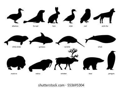 Collection of silhouettes of Arctic Animals