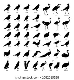 Collection of silhouettes of birds