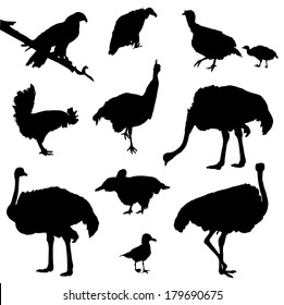 Collection of silhouettes of birds